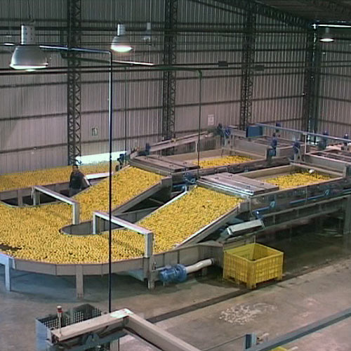 Handling line for citrus fruit