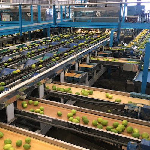 Handling line for citrus fruit