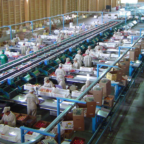 Apple and pear processing lines