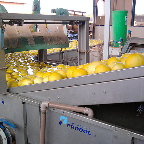 Líneas de  procesamiento para mango y melón