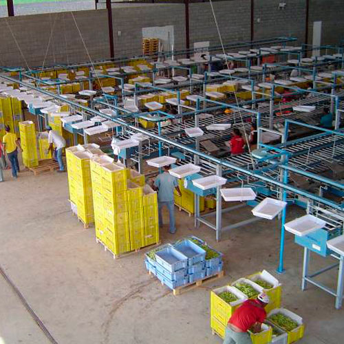 Grape processing lines