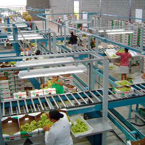 Grape processing lines